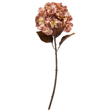 Indlæs billede til gallerivisning SPEEDTSBERG 204963 Hortensia
