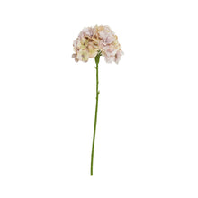 Indlæs billede til gallerivisning SPEEDTSBERG Hortensia Stilk 215069 Rose
